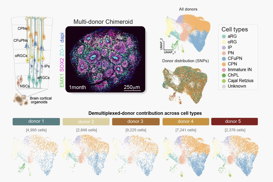 Waggoner Lab (@labwaggoner) on Twitter photo Chimeric brain organoids made by combining cells from up to five donors capture human genetic diversity
Commentary <a href="/Nature/">nature</a> <a href="/BhaduriLab/">Aparna Bhaduri</a>
nature.com/articles/d4158…
<a href="/ArlottaLab/">Arlotta Lab</a> <a href="/BolanosAnton/">Noelia Antón-Bolaños</a>
@IreneFaravelliic
nature.com/articles/s4158… Chimeric brain organoids made by combining cells from up to five donors capture human genetic diversity
Commentary <a href="/Nature/">nature</a> <a href="/BhaduriLab/">Aparna Bhaduri</a>
nature.com/articles/d4158…
<a href="/ArlottaLab/">Arlotta Lab</a> <a href="/BolanosAnton/">Noelia Antón-Bolaños</a>
@IreneFaravelliic
nature.com/articles/s4158…