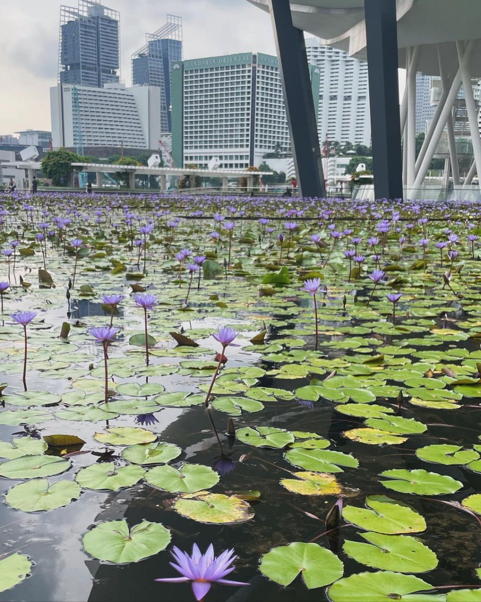 joel_collier77's tweet image. 