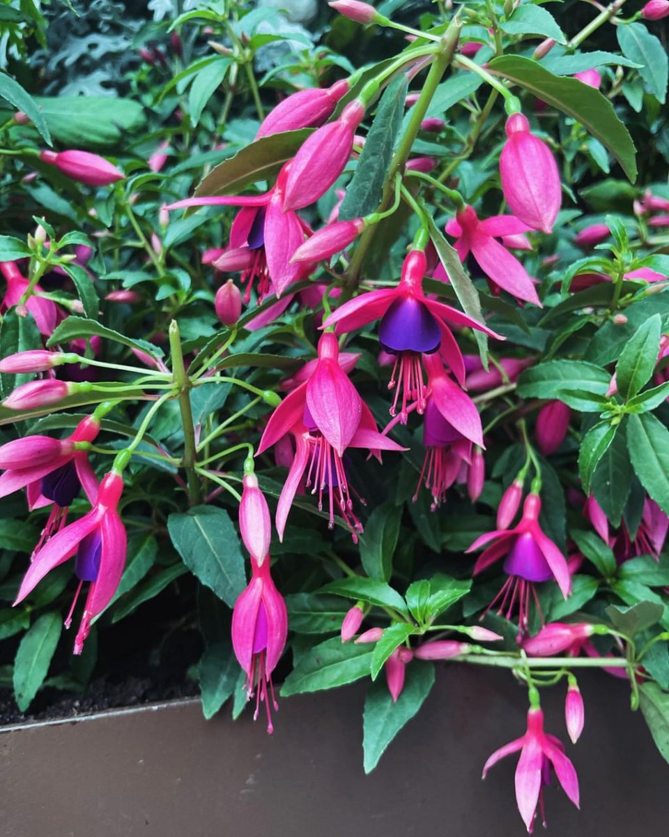 joel_collier77's tweet image. 