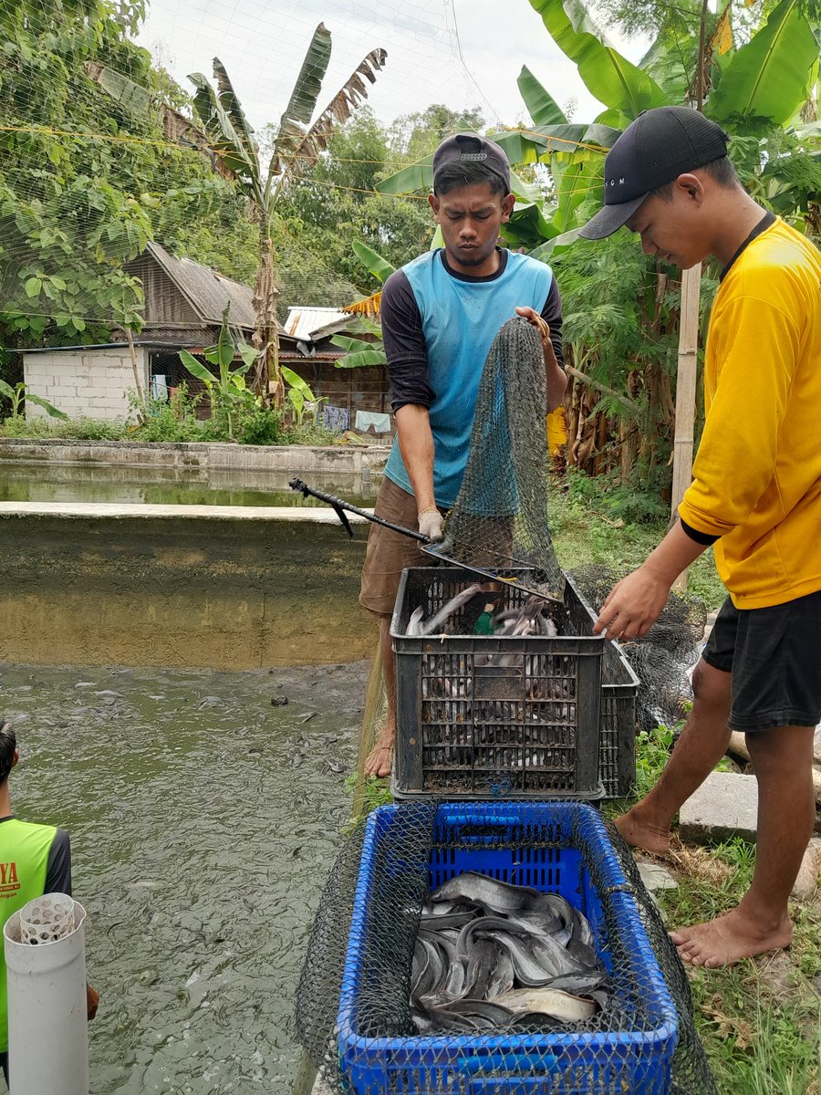 dwi_murniani's tweet photo. (24/06/2024) Dwi Sri M. Luhkan #Ngawi melaporkan panen ikan lele di Bpk Andri Pokdakan Mina Sejahtera Mas, Ds. Jambangan Kec. Paron. Total Panen 1200 Kg, Size 8-9, Harga 19 Rb/Kg. 

#GIATLuhkanSatminkalBWI
#LuhLapor
#Panen

@bppsdm_bp3bwi 
@pusluh_bppsdm https://t.co/UlTA4fzhDZ
