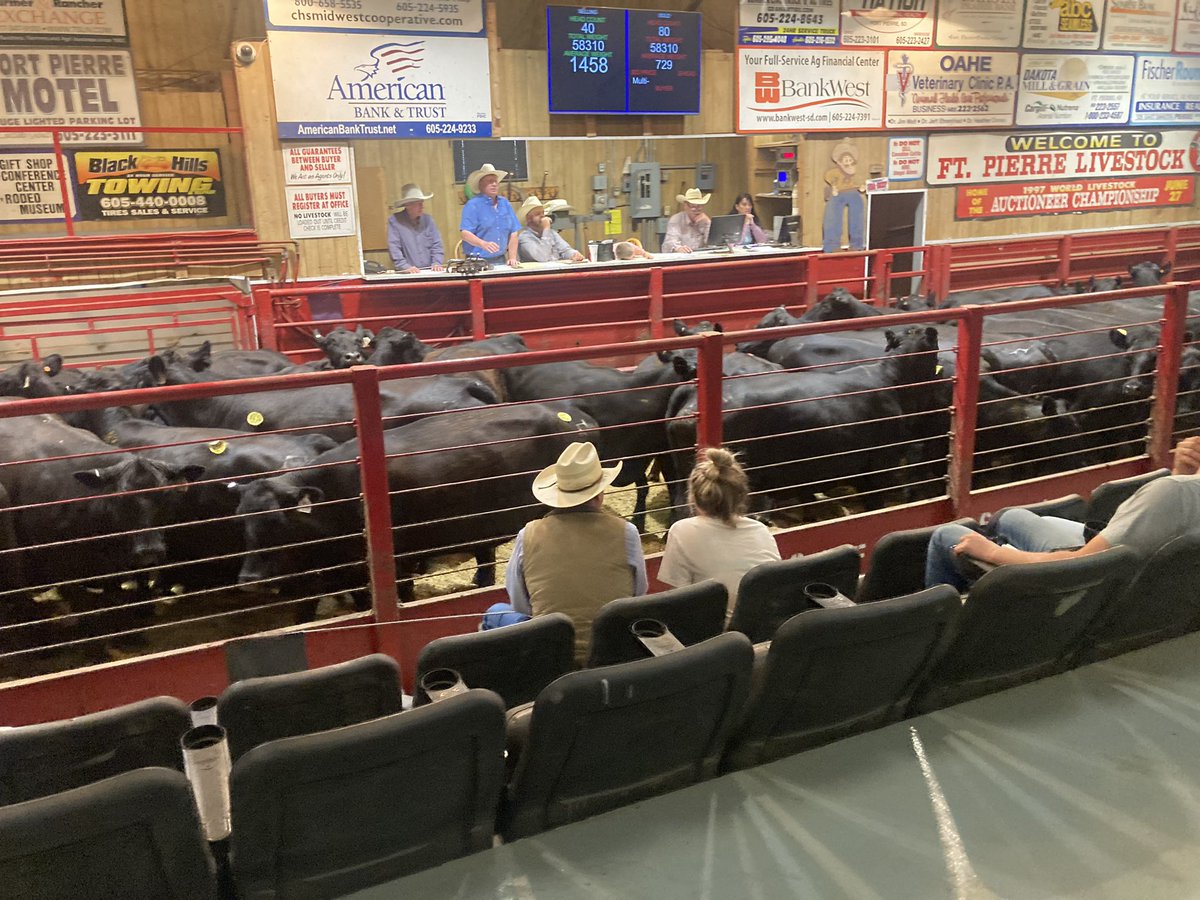 K3NNYMCK's tweet photo. Selling 75 hd of pairs in ft Pierre Friday... Not exposed.  First round of shots and banded.  Most calves weighing 200. https://t.co/DWfUoCNaMh