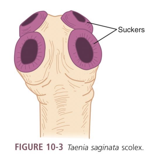 mjlbnotes's tweet image. Cestodes Mnemonics 🦠🧫

Without Hooks (unarmed): 𝘄𝗮𝗹𝗮𝗻𝗴 𝗦𝗔𝗡𝗗𝗔𝗧𝗔 (unarmed) 𝘀𝗶 𝗡𝗔𝗧𝗔 𝗮𝘁 𝗡𝗨𝗧𝗔
Taenia sagi𝗡𝗔𝗧𝗔
Hymenolepis dimi𝗡𝗨𝗧𝗔

With Hooks (armed): armed 🔫💣 = 𝗗𝗘a𝗧𝗛
𝗗ipyllidium caninum
𝗘chinococcus granulosus
𝗧aenia solium
𝗛. nana