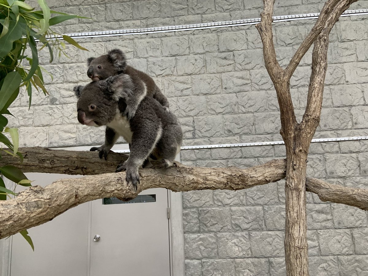 englandhill_zoo's tweet photo. そろそろおんぶするにも大きくなってきましたね@(・●・)@
#コアラ #ウミ #ナギ https://t.co/WnVY7S1YwA