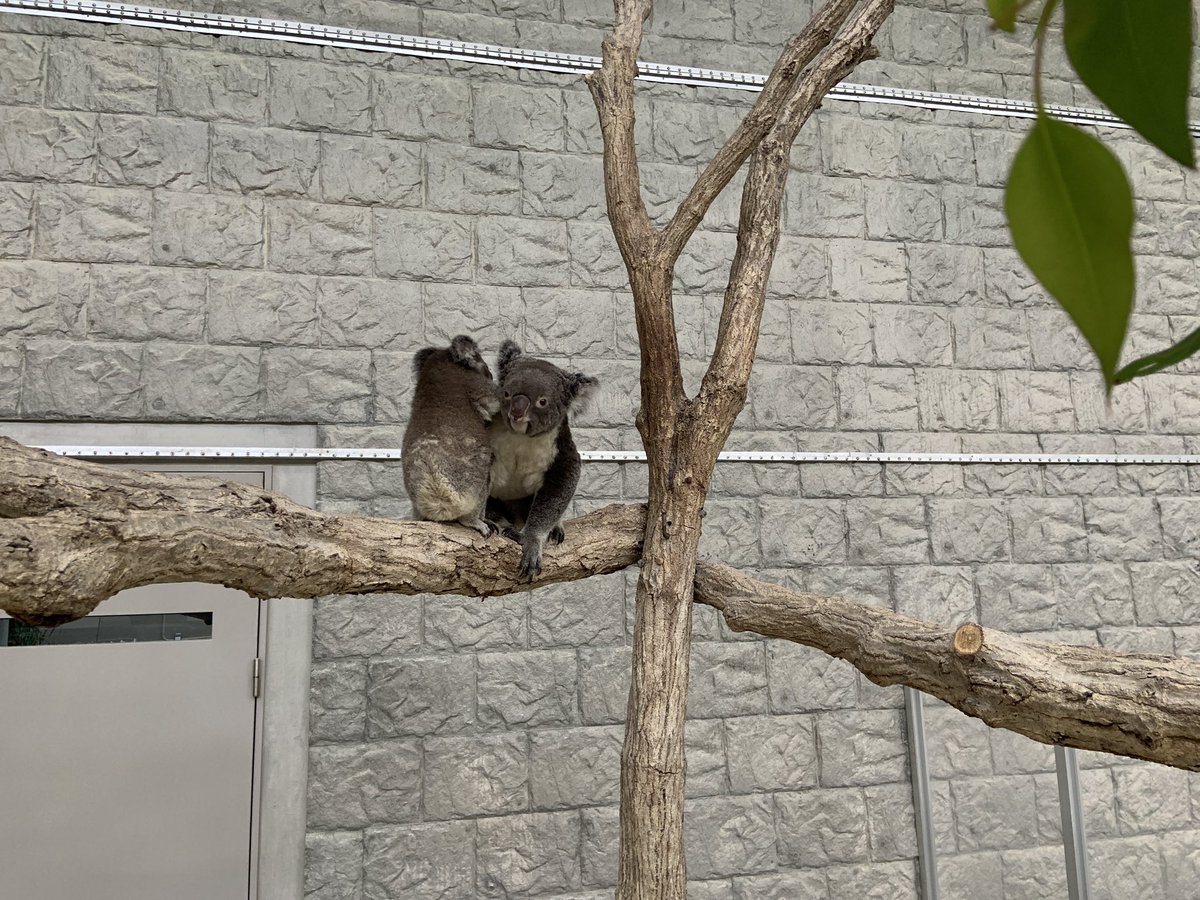 englandhill_zoo's tweet photo. そろそろおんぶするにも大きくなってきましたね@(・●・)@
#コアラ #ウミ #ナギ https://t.co/WnVY7S1YwA