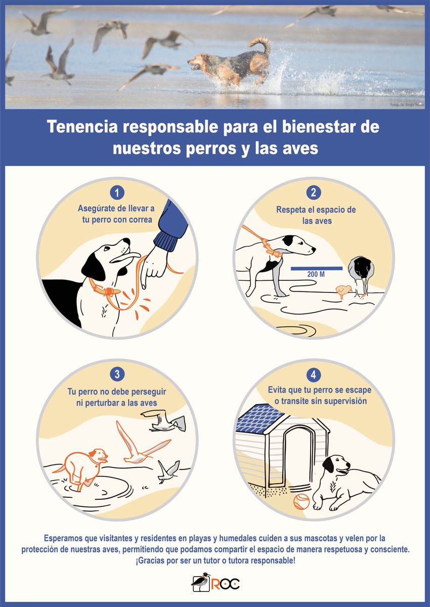 avesplayeras's tweet photo. Tenencia responsable de mascotas. Infografía cortesía de la @ROC_CL 
#avesplayeras https://t.co/31Z8p0X4jv