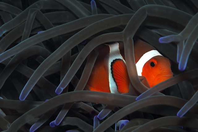 AmeliaDaniel200's tweet photo. A Clown Fish Hiding In The Tentacles Of An Anemon.
💎 Capturing moments, creating value. Explore my NFT photography collection and invest in digital art! 📸💰
https://t.co/n7s2vtZItY
#NFTInvestment #CryptoArt #Photography #A463 https://t.co/bQgG8KTGAk