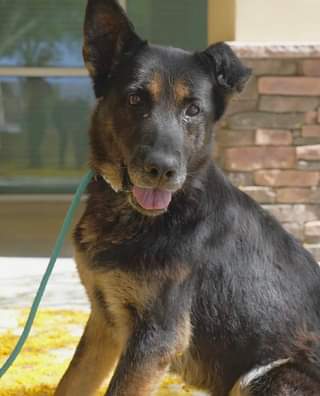 TomJumboGrumbo's tweet photo. Sofia #241949 is out of time and likely to be placed as "pending euthanasia" this week. A beautiful 7 year old who arrived with worn down and broken teeth, arthritis and hip dysplasia. She's likely not to have had a happy life and now faces her final hours in Apple Valley CA. Please repost/share and pledge if you're able, email keitholbermanndogs@gmail.com if you can help her. Thank you.
https://t.co/roWnVMeRGM
