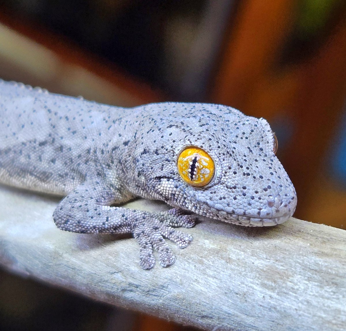 ヤモリさん ヤモリとかクモとか虫ガチャとか..（；^ω^） - ✦ むし ぶろぐ ✦