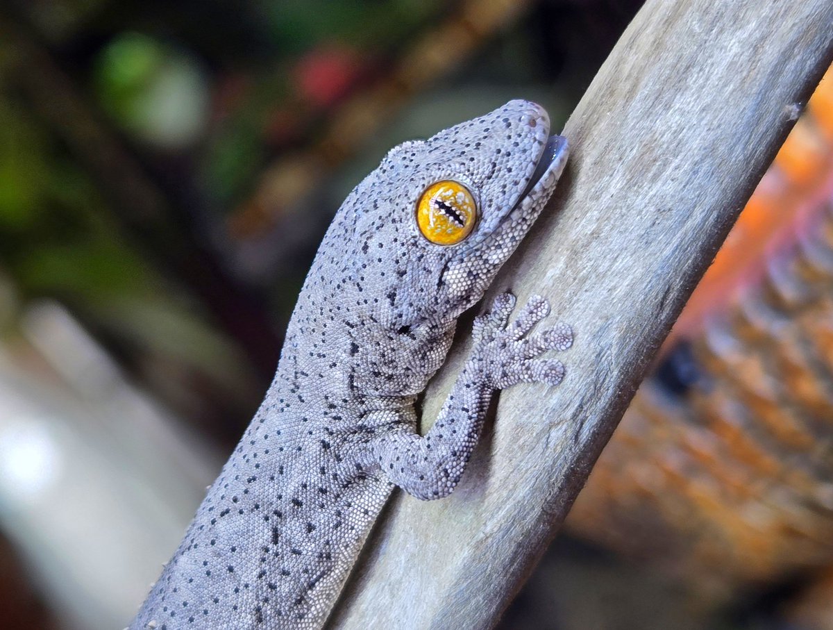 爬虫類専門店【𝙳𝙸𝚉𝚉𝚈 𝙿𝙾𝙸𝙽𝚃】東京第002225 on X