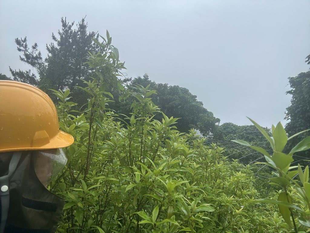 akibo4884's tweet photo. 「雨にもマケズ！！！」

雨合羽のフードの上にヘルメット着用し、農作業するとなんてことないですよ(^_^)。
@レモンマートル畑より https://t.co/UQ3Y9tQpE4