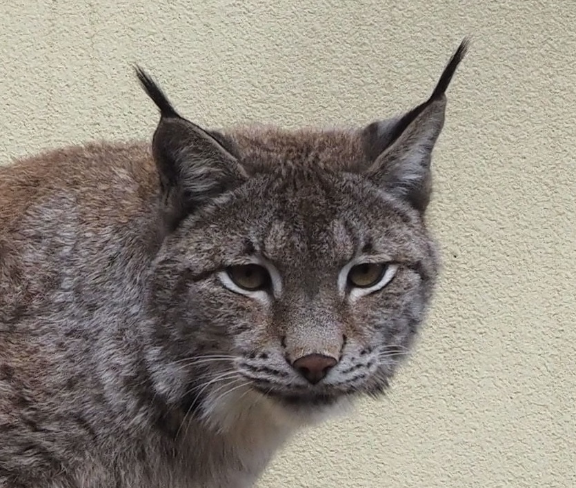 kyotoshidoubut1's tweet photo. あのね!どうして!?更新Q583-590更新しました。 https://t.co/kKvKqkowKm
#京都市動物園 #kyotocityzoo #あのね #どうして #5月分回答 #question #answer #May #キリン #飼育員 #ゾウ #オオヤマネコ #アカゲザル #マンドリル #ヤブイヌ #giraffe #elephant #lynx #rhesus #mandrill #bushdog https://t.co/SUO9ow0j5h