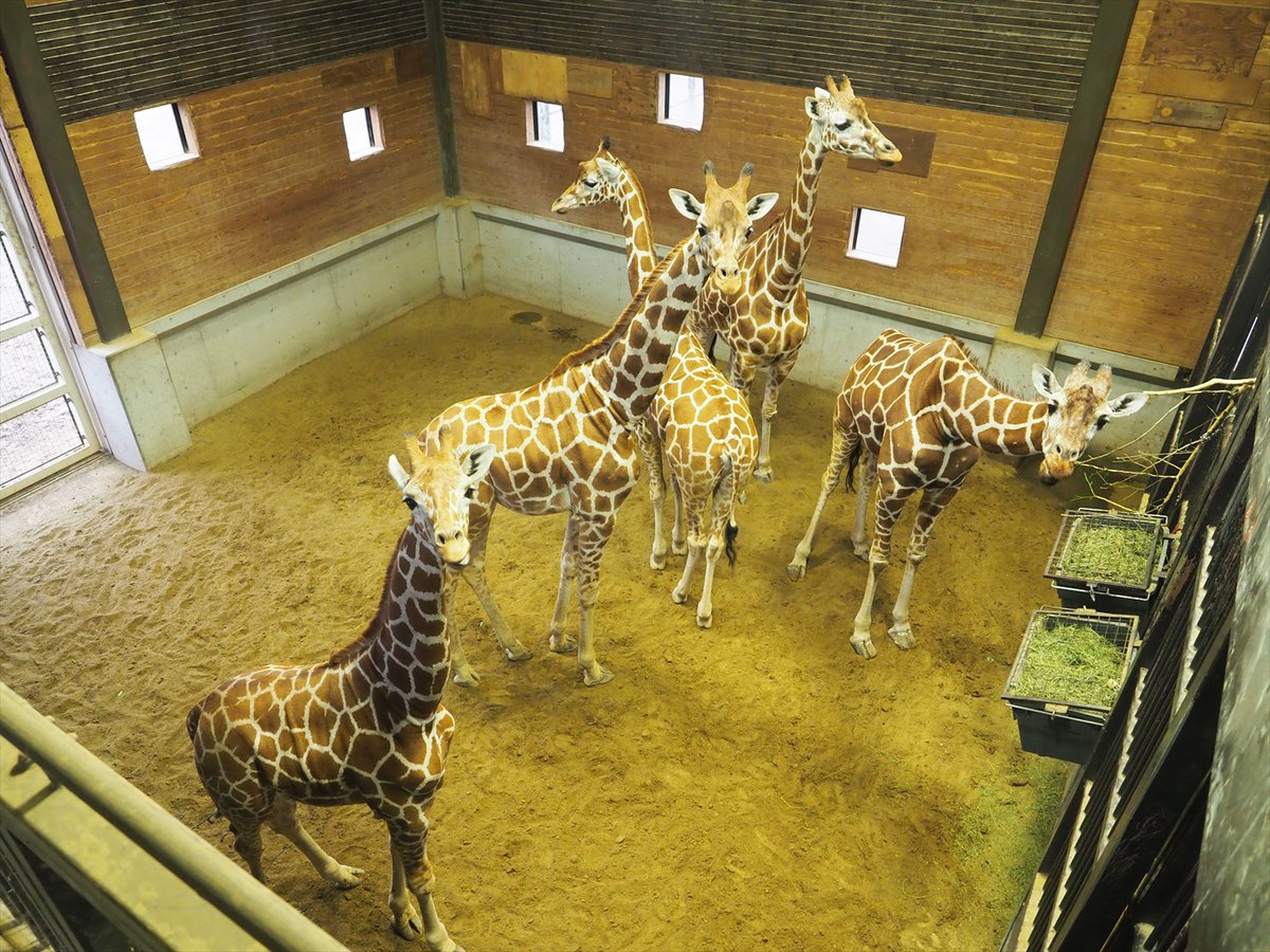 kyotoshidoubut1's tweet photo. あのね!どうして!?更新Q583-590更新しました。 https://t.co/kKvKqkowKm
#京都市動物園 #kyotocityzoo #あのね #どうして #5月分回答 #question #answer #May #キリン #飼育員 #ゾウ #オオヤマネコ #アカゲザル #マンドリル #ヤブイヌ #giraffe #elephant #lynx #rhesus #mandrill #bushdog https://t.co/SUO9ow0j5h