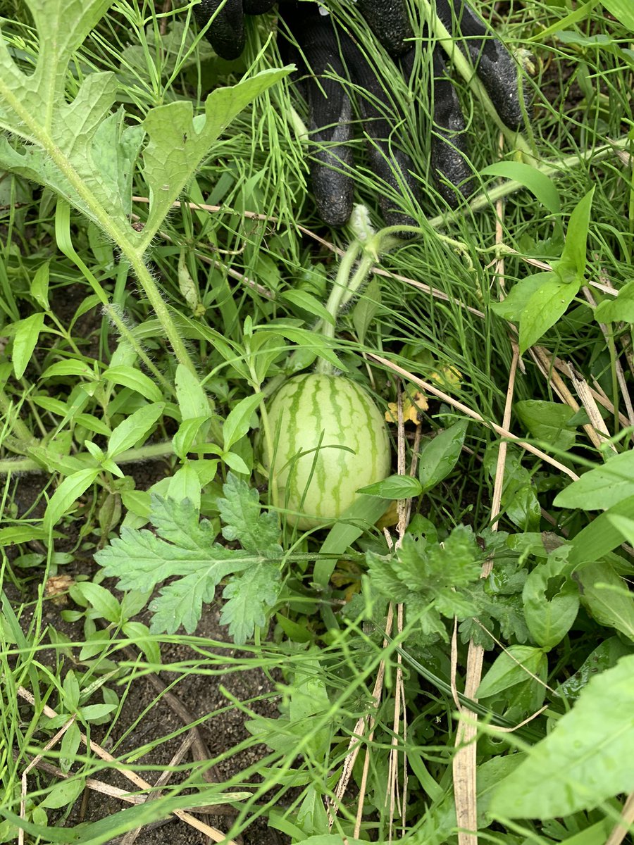 QU_Compost's tweet photo. スイカがなってきました。
かわいいですね！ https://t.co/IOR50hP16f