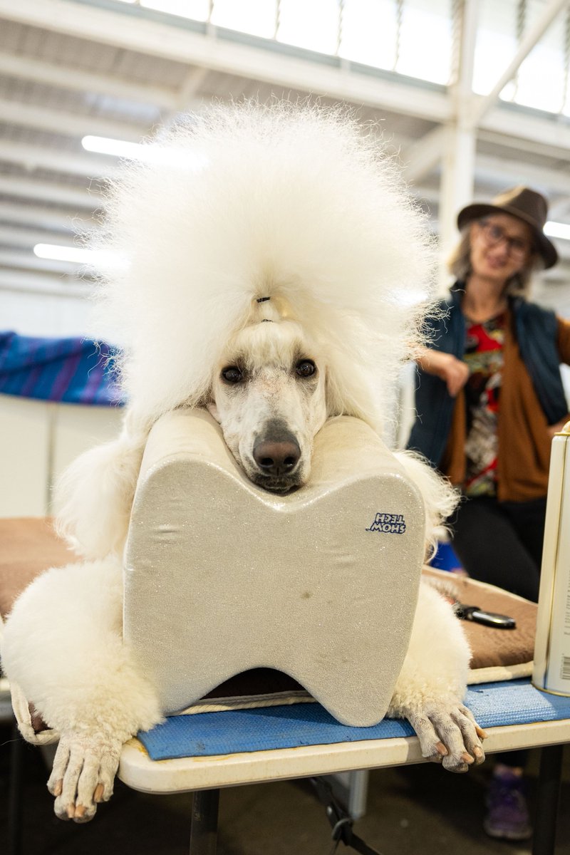 No thoughts. Just these photos of show pups getting pampered. You're welcome. 😍 

#Dogs #MelbRoyalShow #DogShow