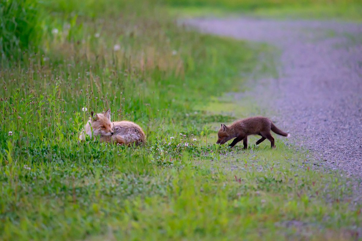inomu_photo's tweet image. #キタキツネ
#北海道
#foxhound
#tokyocameraclub
