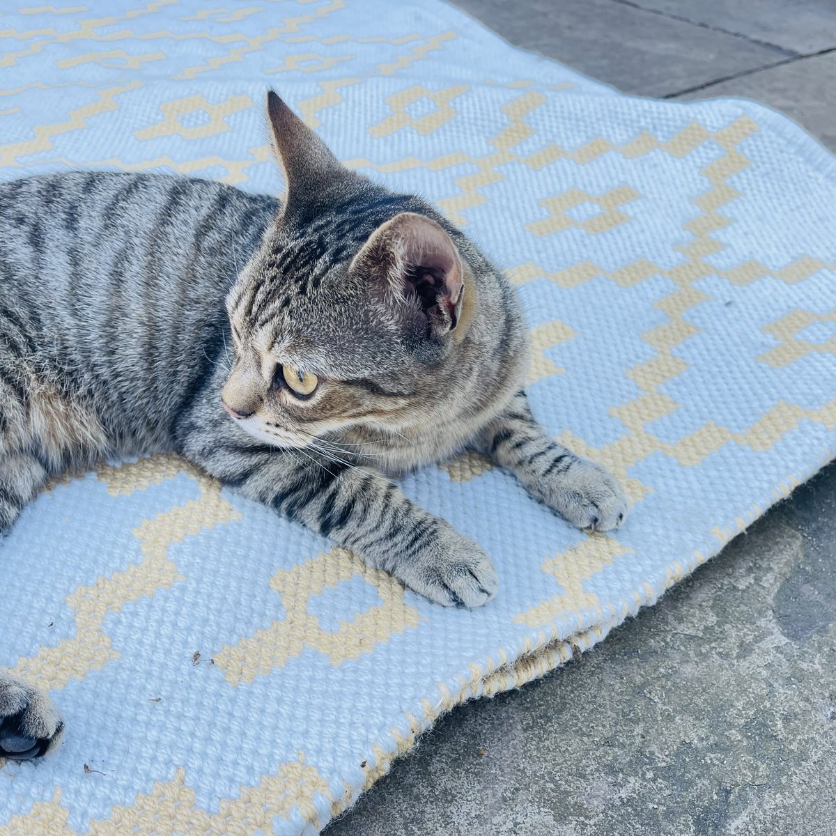 NinnyCat's tweet photo. Morning pals! Anyone else having the best night adventures ? I've been out exploring my extended garden πΈ
Woke mum at 4am to tell her the adventures and also how hungry I was! She said she missed my snuggles πΎ #Tabby #Catting #WhenIs2ndBreakfast ? #Hedgewatch https://t.co/jc2j7x3K6f
