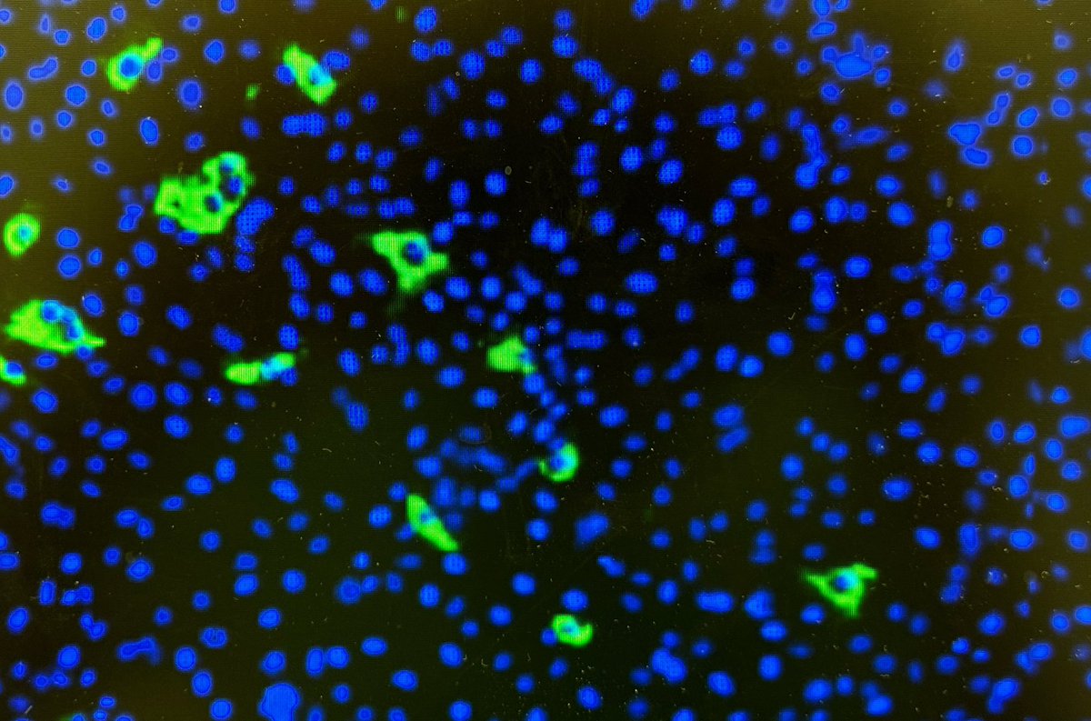 Michelo Simuyandi tweet media