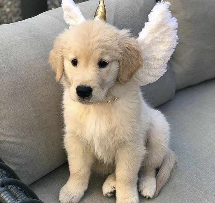 Animal Lover (@animal_fanlover) on Twitter photo 