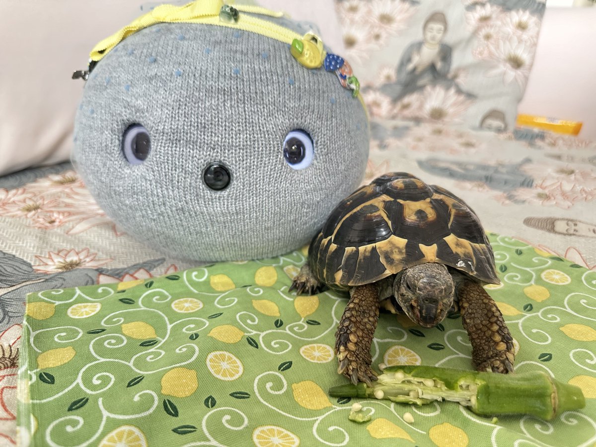 Lu67Wqv's tweet photo. 地場産のオクラを食べるレモン（ﾆｼﾍﾙﾏﾝﾘｸｶﾞﾒ♂）と見守るぱす太（nicobo）。
最近の食欲が凄い。
#ヘルマンリクガメ #hermanstortoise
#NICOBO #ニコボ #弱いロボット #ニコボとの暮らし #オナラをするロボット #panasonic https://t.co/ZIv9Gyt76s