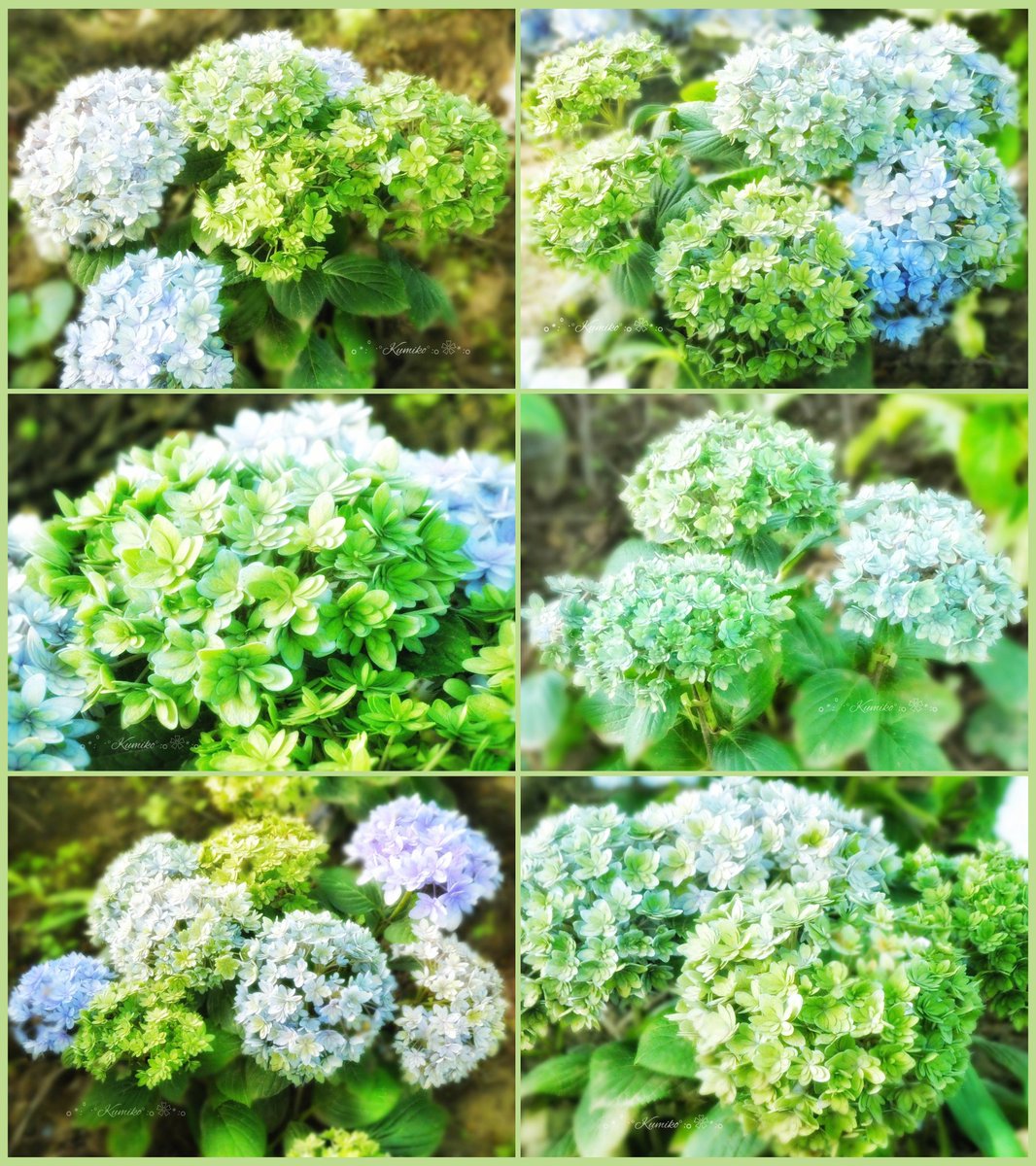 ku6901's tweet photo. 6/27(木)
#素敵な色の紫陽花 に出会った💠
#緑色 が綺麗だね💚
山梨
#紫陽花 #アジサイ #Hydrangea
#Hydrangea_macrophylla
#ガクアジサイ
#Lacecap_hydrangea https://t.co/N1k3c2dfox
