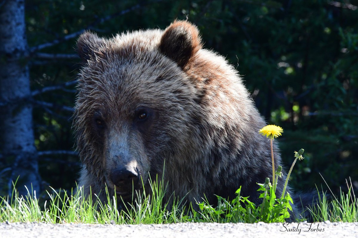 forbes_sandra's tweet image. Beautiful Big #Grizzly #kcountry
