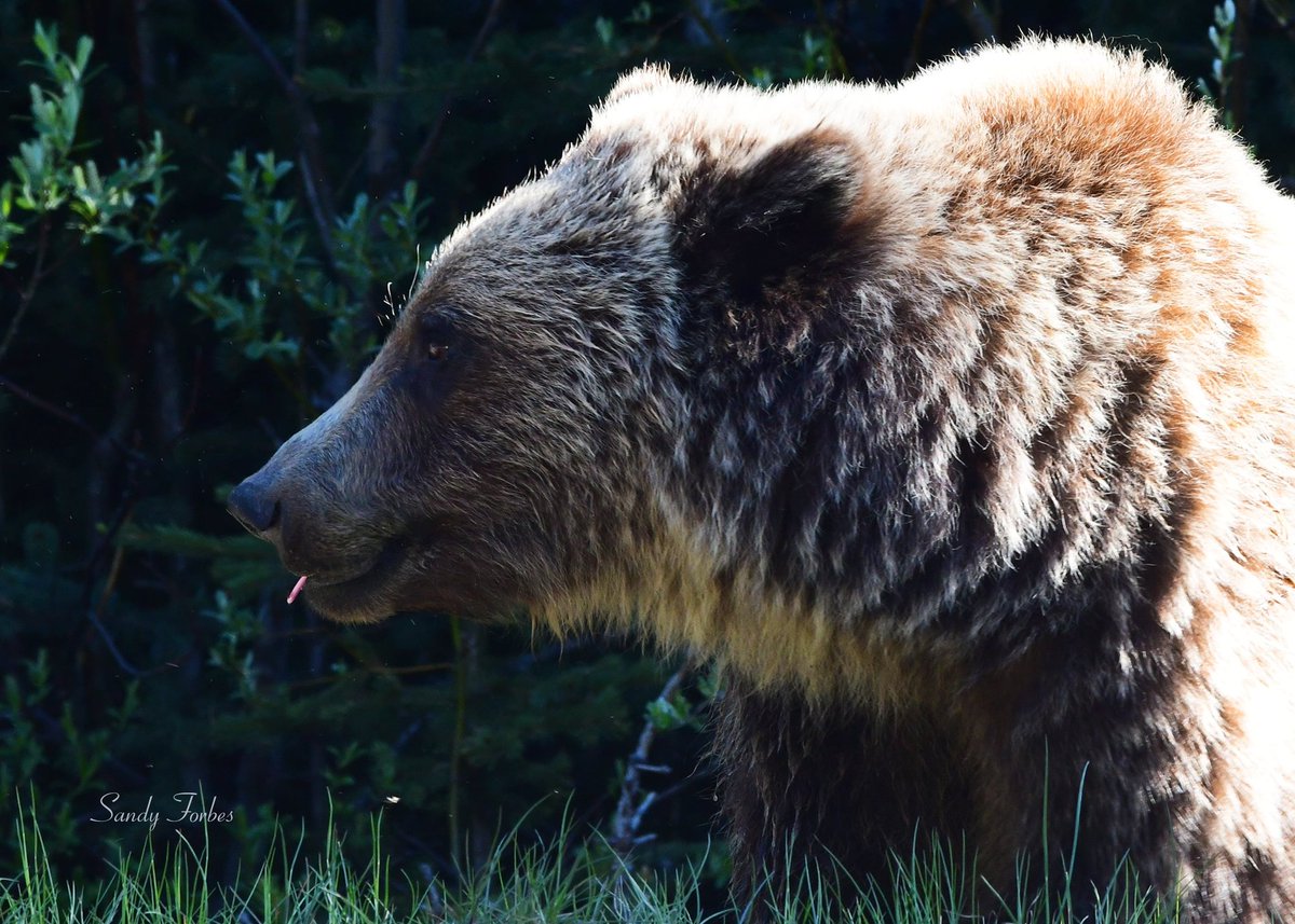 forbes_sandra's tweet image. Beautiful Big #Grizzly #kcountry