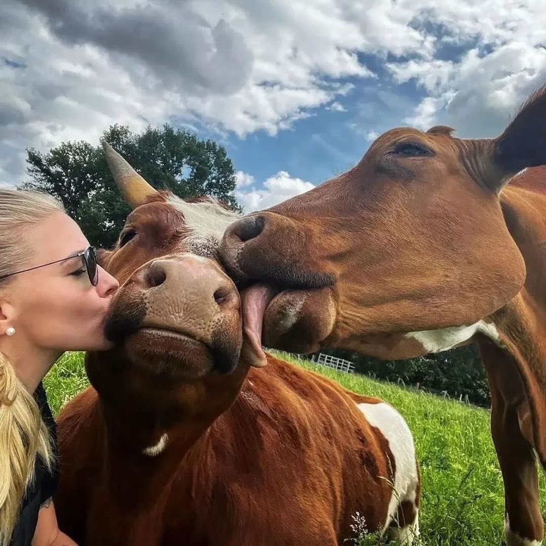 JaimeLesPaysans's tweet image. L'amour vache ! 🤣🥰❤️🐄

#jaimelespaysans #agriculteur #agriculture #agricultrice #FrAgTw