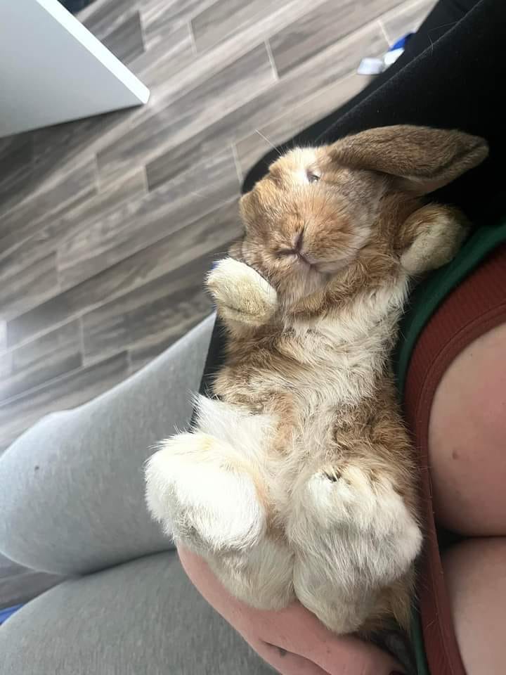 RabbitUnion tweet picture
