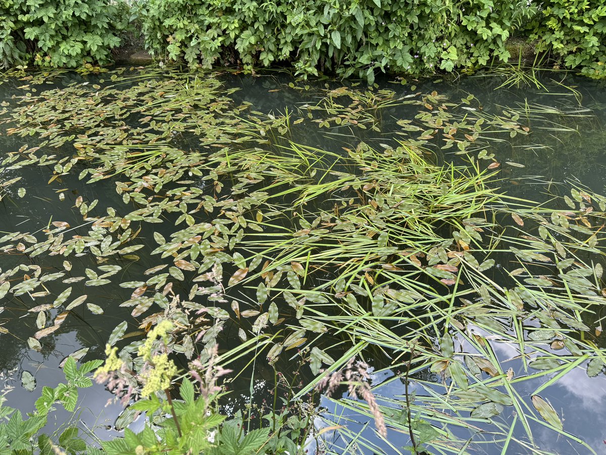 Day 2 of the <a href="/travel_wildlife/">Wildlife Travel</a> #Derbyshire trip with <a href="/WildlifePrecey/">Philip</a> found us walking along the very verdant Cromford Canal - featuring a fine assortment of grasses, ferns, aquatic macrophytes and fish. Perfect for another hot summer day…