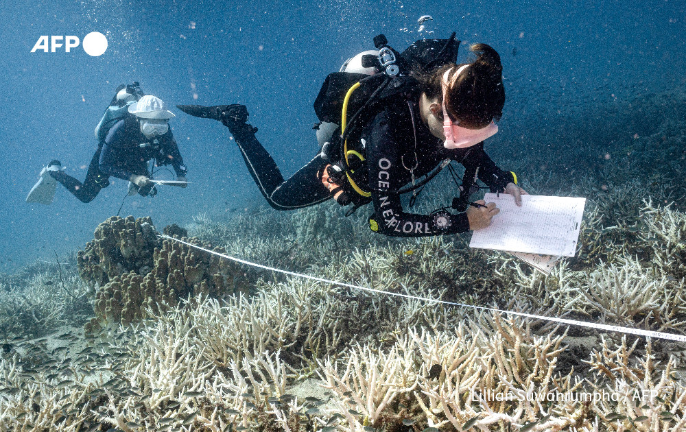 AFP's tweet photo. Divers turn conservationists as corals bleach worldwide.

Nannalin Pornprasertsom is one of a growing number of scuba divers learning conservation and citizen science techniques as coral reefs experience a fourth global bleaching event

https://t.co/eSV2Uvs9tA https://t.co/AA407MSP8w