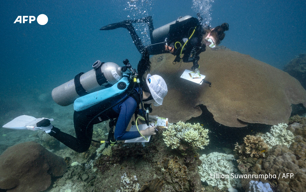 AFP's tweet photo. Divers turn conservationists as corals bleach worldwide.

Nannalin Pornprasertsom is one of a growing number of scuba divers learning conservation and citizen science techniques as coral reefs experience a fourth global bleaching event

https://t.co/eSV2Uvs9tA https://t.co/AA407MSP8w