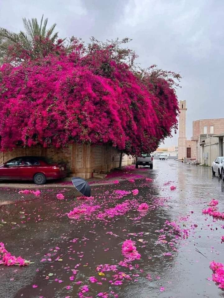 ديكورات جبس ينبع البحر 🇲🇦🇸🇦00966562328255 (@nq780z8whe7bddl) on Twitter photo 