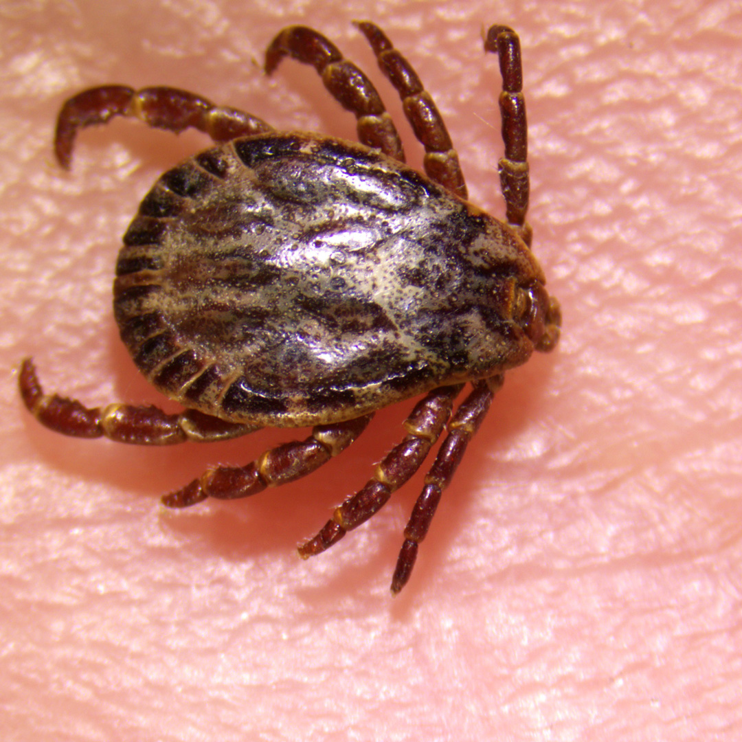 Ny fästingart upptäckt i Sverige. Till Rapportera Fästing rapporterade allmänheten in ett tiotal fästingar som vanligtvis inte påträffas i Sverige. Dessa har nu analyserats och en ny fästingart – Dermacentor marginatus – har upptäckts i Sverige.
sva.se/aktuellt/press…