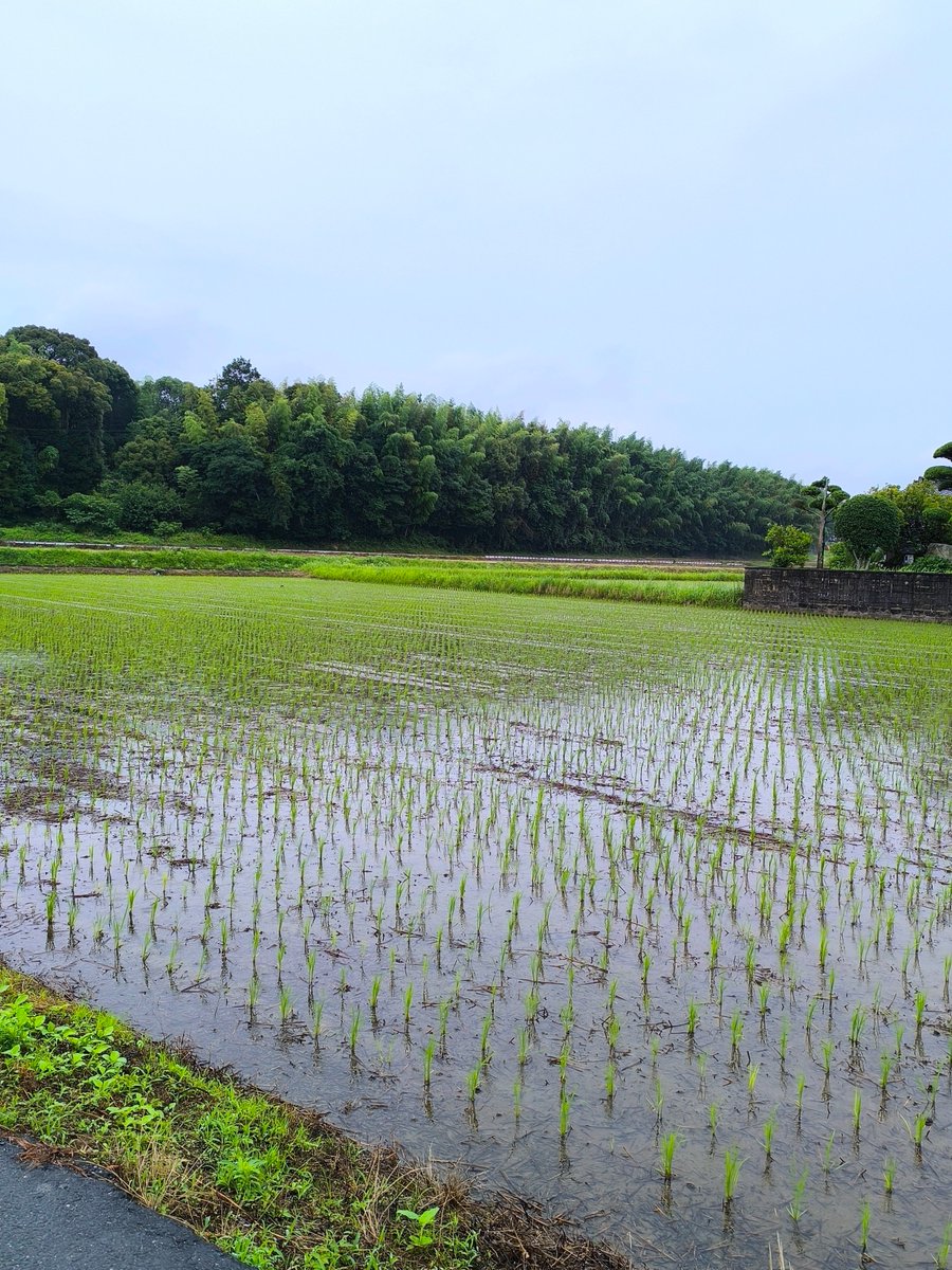 rush_inter's tweet image. 梅雨が来て、雨の日が続きますね…🐌
気分も何となく沈みがちです😣

ですが、小さな苗が植えられた田んぼを見たら、ちょっと癒されました🤗
この時期は集中豪雨が少し怖いですが、恵みの雨でもありますね☂️✨
体調を崩しやすい時期ですが、梅雨明けまで頑張りましょう💪
#企業公式夏のフォロー祭り