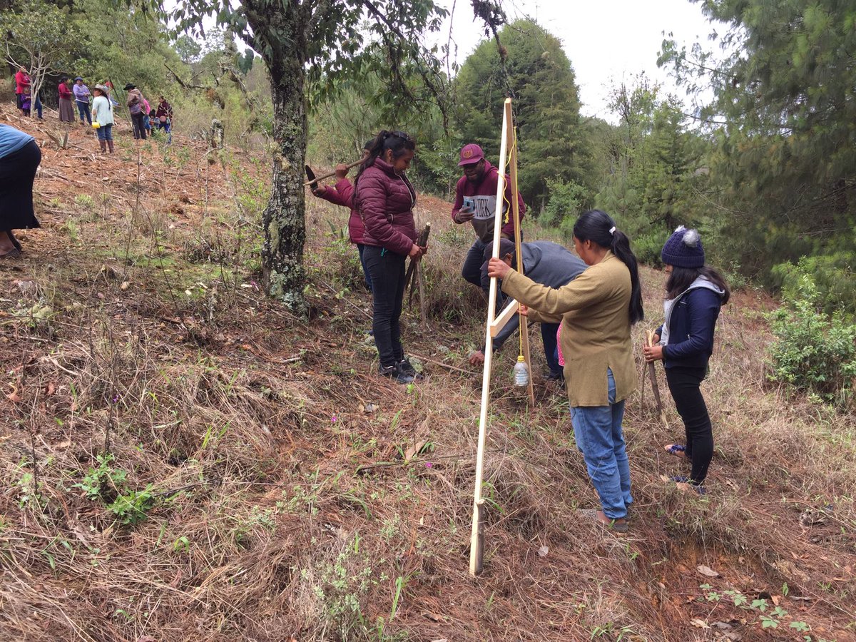 SEFADER_GobOax's tweet photo. En Santo Domingo Tepuxtepec, #SierraJuáarez se trabaja en el establecimiento,trazo, delimitación y muestreo de suelo de la Plataforma de Investigación CIMMYT-SEFADER. 

En esta plataforma se establecerán tratamientos bajo el esquema de agricultura de conservación y se sembrarán semillas locales de la raza maíz serrano mixe, color amarillo.

El Dr. @GueraForest, Coordinador de investigación del Hub Pacífico Sur – Agricultura de Conservación  (CIMMYT) y el ingeniero Felipe Gutiérrez Vásquez, técnico del programa de "Autosuficiencia Alimentaria" en el municipio, son los encargados del seguimiento a dicha plataforma de investigacion.
#OaxacaFloreceConElCampo

@GobOax 
@LopezLeyvaV