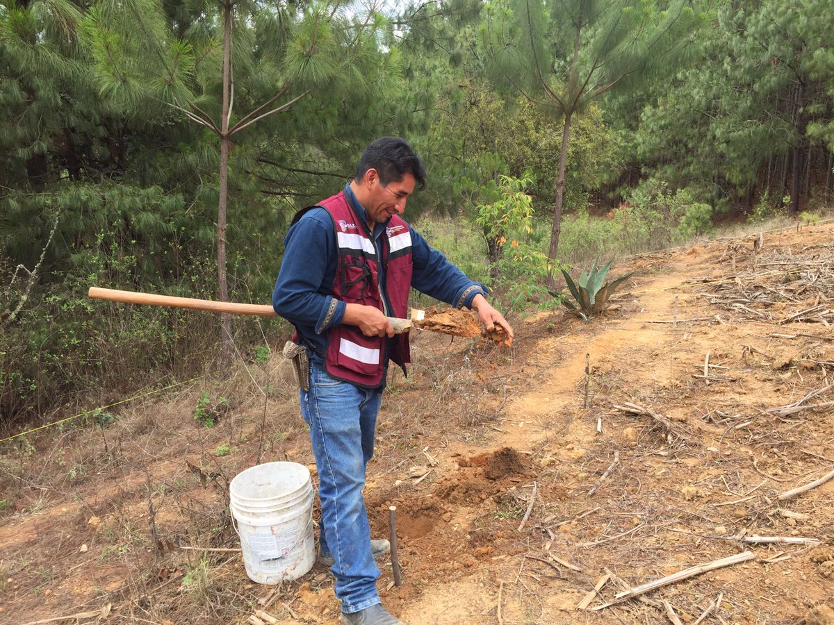 SEFADER_GobOax's tweet photo. En Santo Domingo Tepuxtepec, #SierraJuáarez se trabaja en el establecimiento,trazo, delimitación y muestreo de suelo de la Plataforma de Investigación CIMMYT-SEFADER. 

En esta plataforma se establecerán tratamientos bajo el esquema de agricultura de conservación y se sembrarán semillas locales de la raza maíz serrano mixe, color amarillo.

El Dr. @GueraForest, Coordinador de investigación del Hub Pacífico Sur – Agricultura de Conservación  (CIMMYT) y el ingeniero Felipe Gutiérrez Vásquez, técnico del programa de "Autosuficiencia Alimentaria" en el municipio, son los encargados del seguimiento a dicha plataforma de investigacion.
#OaxacaFloreceConElCampo

@GobOax 
@LopezLeyvaV