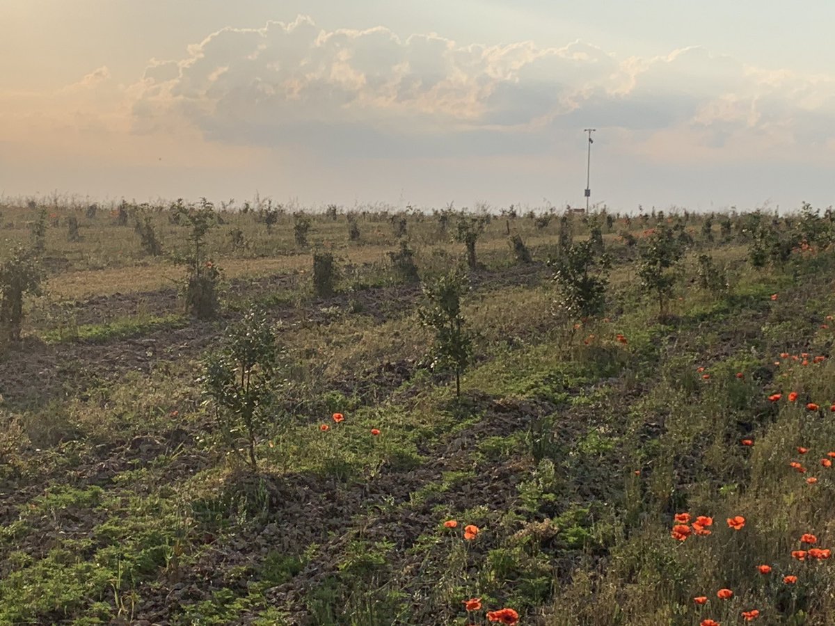 Quel plaisir de travailler à la fraîche sous ce beau soleil 🌞.
Belle journée à tous !
#BerryGoodDay
