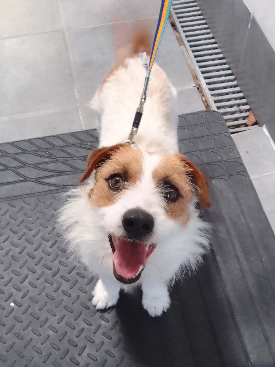 AdoptionsUk's tweet photo. Urgent, please retweet to help find the owner or a rescue space for this stray dog found #GREENWICH #LONDON #SE28 #UK ๐๐๐
Male JACK RUSSELL TERRIER found 20 June.
His microchip is not registered. Now in a council pound, his 7 days are already up!! He could be missing or stolen from another region, please share widelyโ
Proof of ownership required.
This council pound will NOT allow the public to adoptโ
DETAILS or CONTACT๐
https://t.co/gvko0pjw8t
SDK COUNCIL POUND.
After 7 days, a stray dog in the UK becomes the property of the council.
The dog can then be sent to a rescue shelter.
If local rescue shelters are full, the council can 'euthanise' the dog.
Rescue shelters across the UK are full โผ๏ธโผ๏ธ
This council pound does not use social media to help find owners or rescue spaces.
By sharing we give the dogs more of a chance.
Please share widely so someone that can help sees this.
#dogs #dog #JackRussell #JackRussellTerrier #JRT #animals #adoptdontshop #Rescuedog
@rickygervais @willyoung @domdyer70 @PeterEgan6 @AllDogsMatter @themayhew @DogsTrust @RSPCA_official @lorraine @GMB @thismorning @susannareid100 @radioleary @Keir_Starmer @ConservativeAWF @APDAWG1 #Sunak @RishiSunak @JaneFallon #Animalwelfare #PetCrisisUK