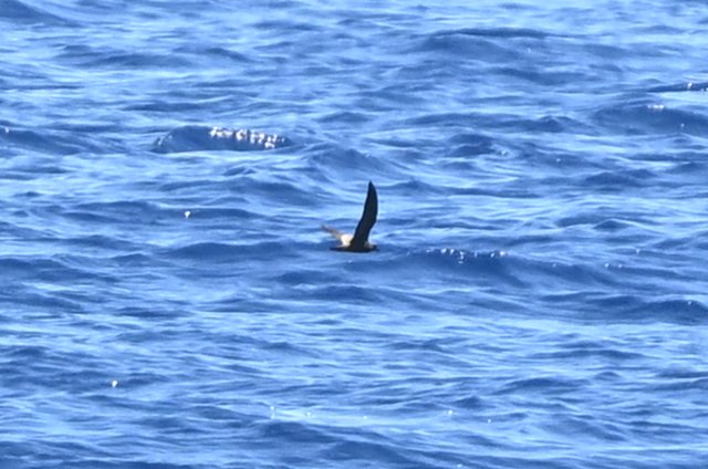 SeabirdingJP's tweet photo. We saw about 50 Bulwer's Petrel, 10 Streaked Shearwater. The highlight of this trip was one Swinhoe's Storm Petrel🤩！ https://t.co/AO33MndOY6