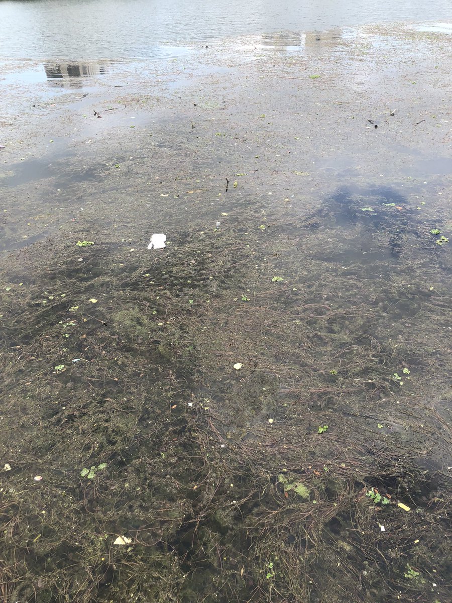 JohnPuckettFL's tweet photo. I want to discuss what sad fact it is to see the severity of the situation of our water in Austin, Texas. “Don’t Mess With Texas” is a serious statement and we all need to understand that we humans are causing this, now we need to all find a way to fix it! https://t.co/7cn1sKddMe