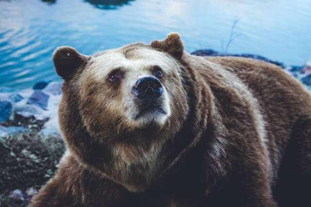 AmeliaDaniel200's tweet photo. A Brown Bear Standing Next To A Body Of Water.

🖼️ Discover stunning digital photography with my NFT collection on Rarible. 📷✨
https://t.co/n7s2vtZItY

#NFT #DigitalArt #PhotographyCollection #A614 https://t.co/Hde44Rdv9n