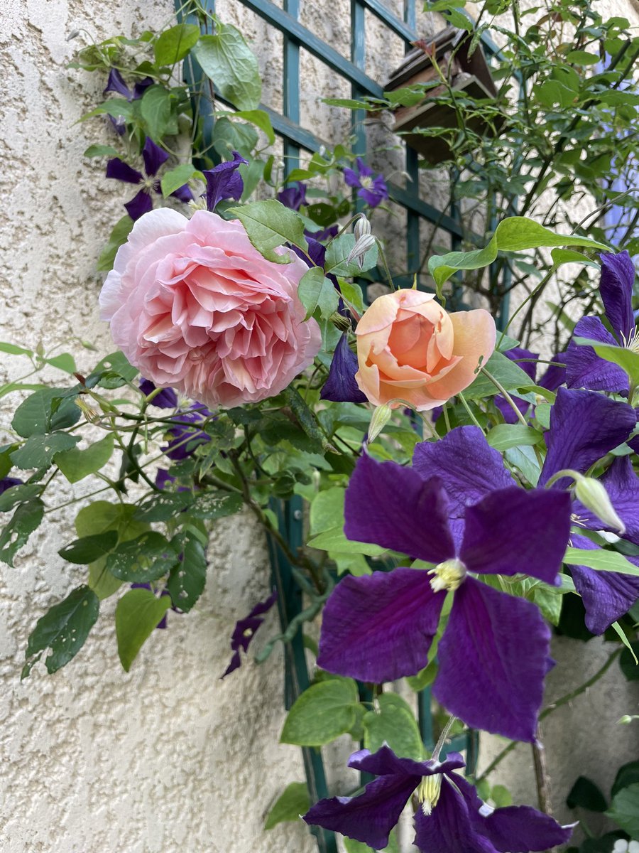 Have a lovely #clematisthursday  everyone ! 
It is Clematis Étoile Violette with Abraham Darby bred by David Austin. 

#clematis #roses #gardening @JonNormanDesign  #flowers