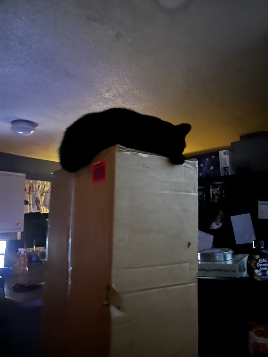 Cat approves