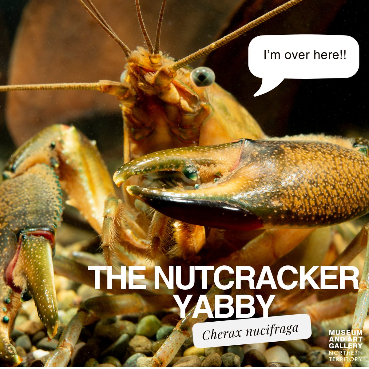 MAGNT researchers have rediscovered the elusive Nutcracker Yabby (Cherax nucifraga) after decades! 🦞 Found in the Finniss &amp; Reynolds rivers and Tiwi Islands, this rare crayfish's journey is a win for biodiversity. Kudos to the team #Conservation #Biodiversity #Wildlife #MAGNT