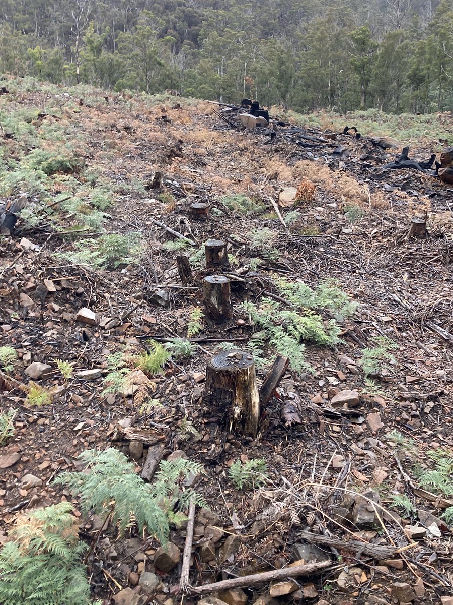 PhilWhitp4's tweet image. Spent a few days in Tasmania looking at #forestry and #carbon projects green triangle planters have got it pretty easy 😁#steep