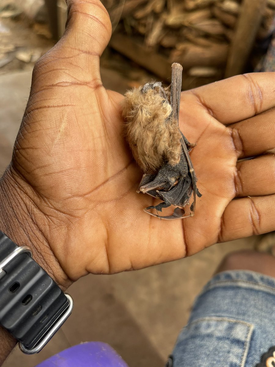 Ola omo Ola tweet media