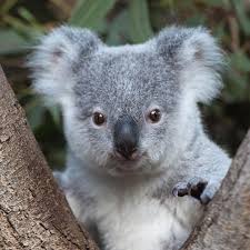 TrueAussie01's tweet image. Love seeing the koalas at @AustraliaZoo! Such adorable little critters. 
 #Wildlife #Queensland
