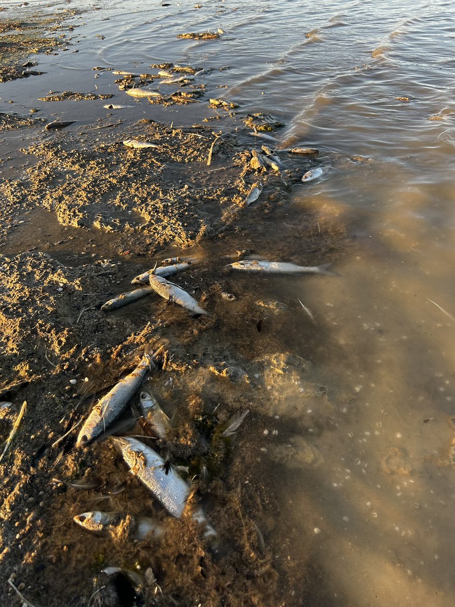 Tonight, Kills in the Coorong continues with Part 2 Anything Else is Speculation. We explore criticism that Govt failed to deliver water to the Coorong’s South Lagoon.

Listen to Part 1 open.spotify.com/episode/5tmKJI…

#fishkills #Coorong #auspol

📸 Faith Coleman