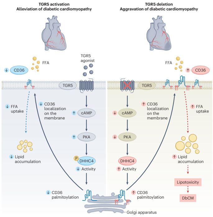 AdlungLab Systems Immunology (@adlunglab) on Twitter photo Slowly, I gain a better and better understanding why bile acids should be closer to my heart (in a metaphorical way only!) <a href="/natmetabolism/">Nature Metabolism</a>
nature.com/articles/s4225… Slowly, I gain a better and better understanding why bile acids should be closer to my heart (in a metaphorical way only!) <a href="/natmetabolism/">Nature Metabolism</a>
nature.com/articles/s4225…