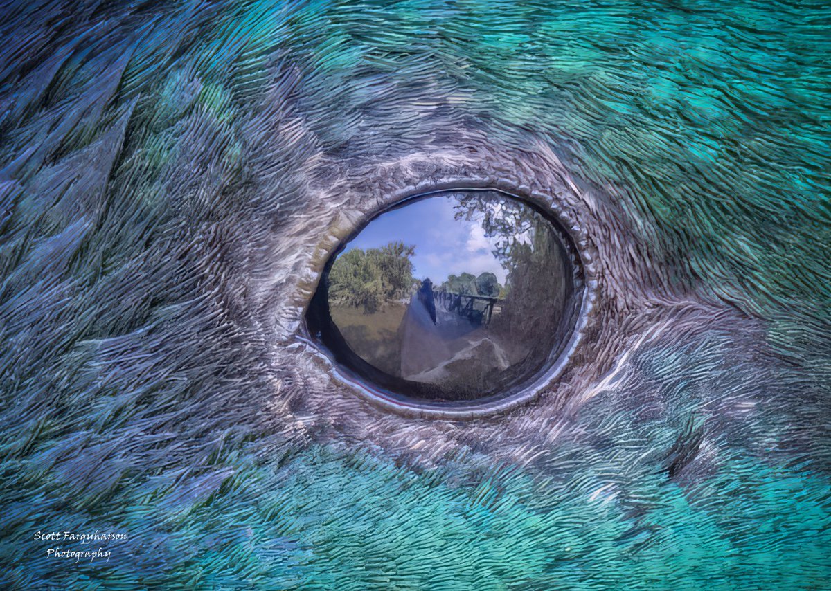 Eye reflection of a Mallard! 
Scottfa.picfair.com

#birds #bird #birdwatching #birdphotography  #nature #BirdsOfTwitter #wildlife #wildlifephotography #BirdsSeenIn2023  #wildlifephotograph #NaturePhotography #Twitter #TwitterNatureCommunity #birdphotography